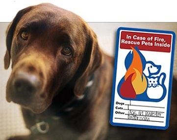Keep your pet safe from accidental house fires by candles recharge